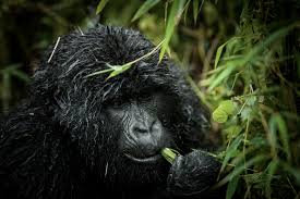 Rwanda landscape and wildlife