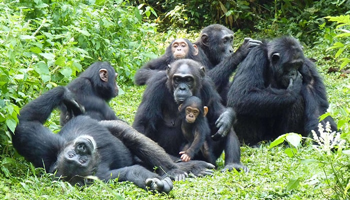 Chimpanzee in Kibale Forest