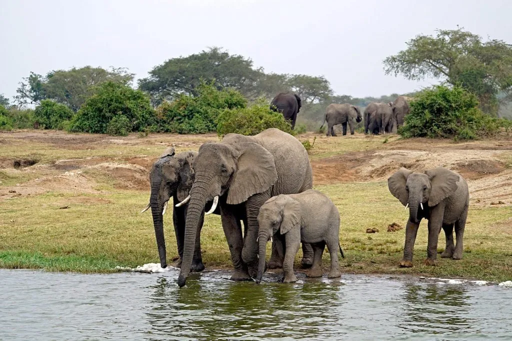 Elephant herd in Queen Elizabeth National Park