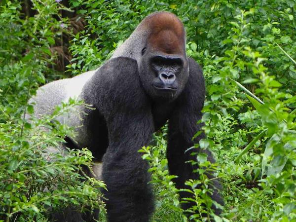 Best Time to Visit Uganda Gorillas