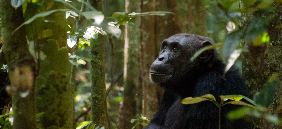 Uganda Travel Guide
