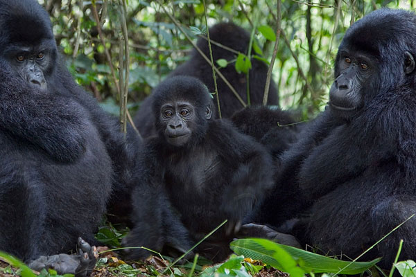 Where to See Gorillas in Africa