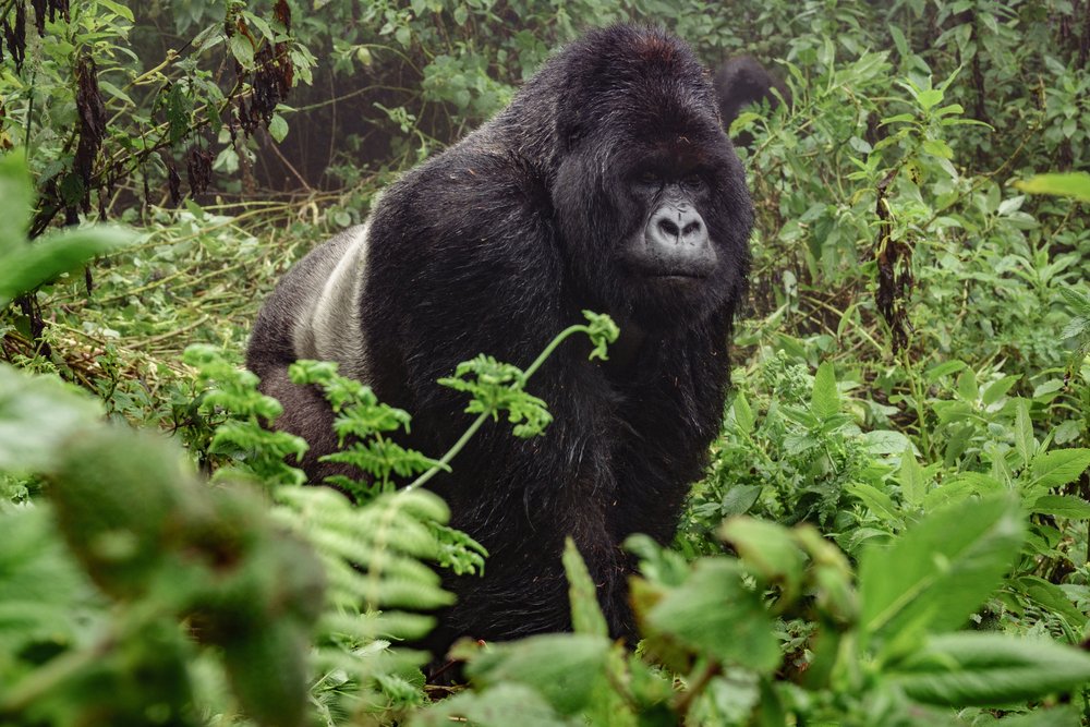 Green Gorilla Trails – Premier Tour Company in Rwanda