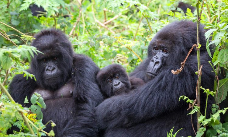 Best Time to Trek Gorillas in Rwanda