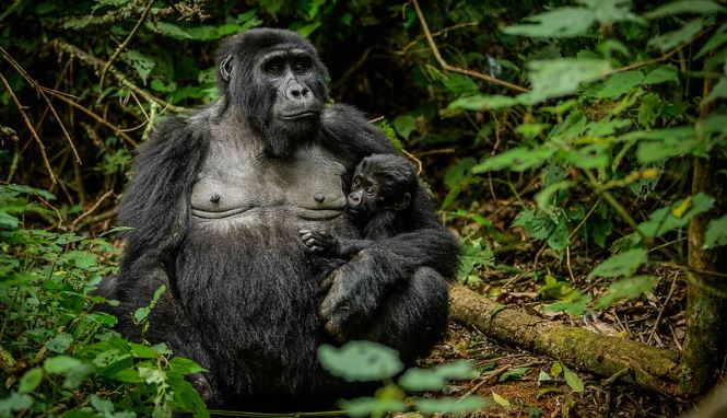 Best Time to Visit Rwanda
