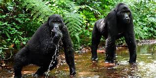 Green Gorilla Trails – Experience Nature, Travel Responsibly