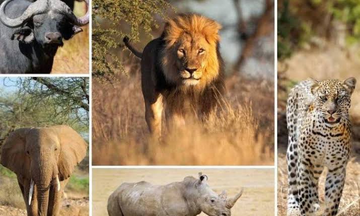 Big Five Wildlife Experience in Akagera National Park