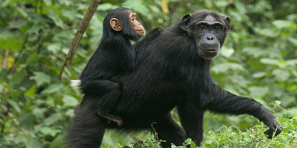 Chimpanzee Trekking in Rwanda with Green Gorilla Trails