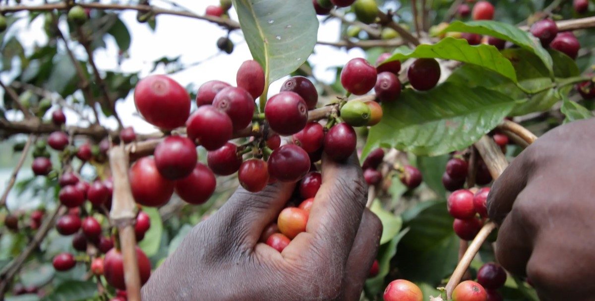 Coffee Plantation Tour in Rwanda