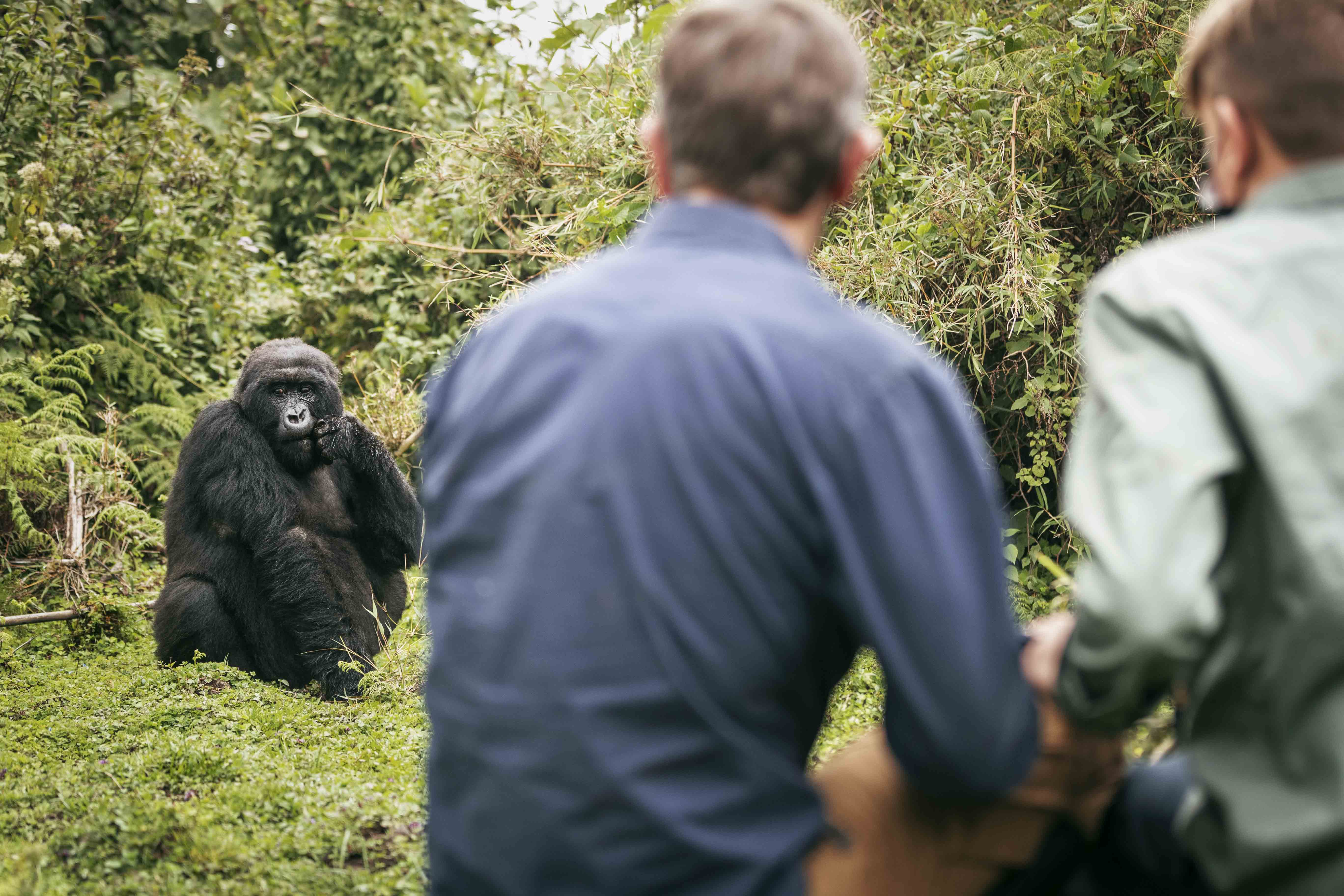 Mountain Gorilla Trekking in Rwanda
