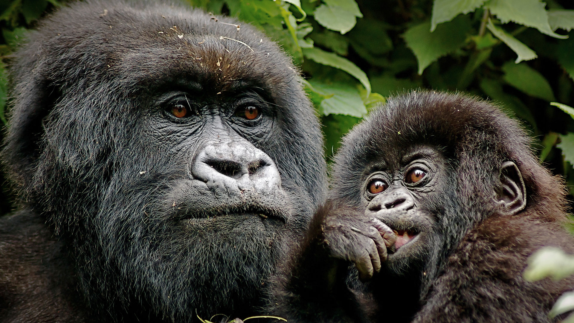 Mountain Gorillas in Rwanda