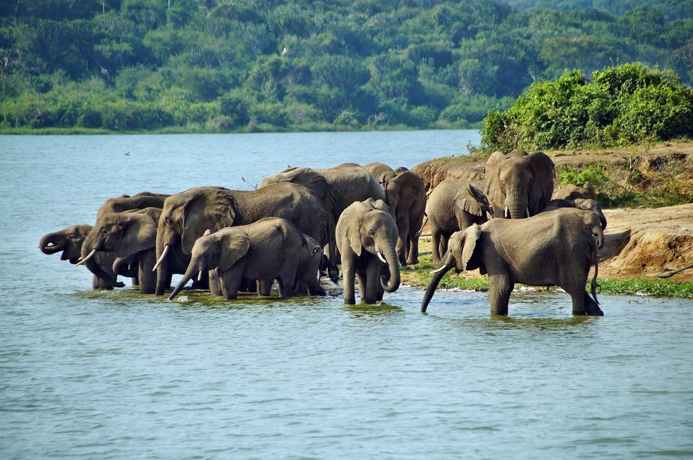 Gorilla Trekking Adventure in Rwanda