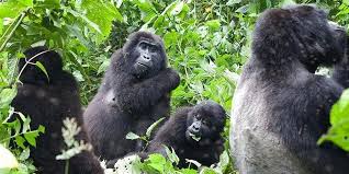 1 Day Gorilla Trekking Experience
