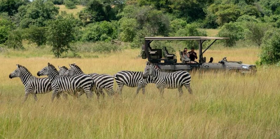 2 Day Akagera National Park