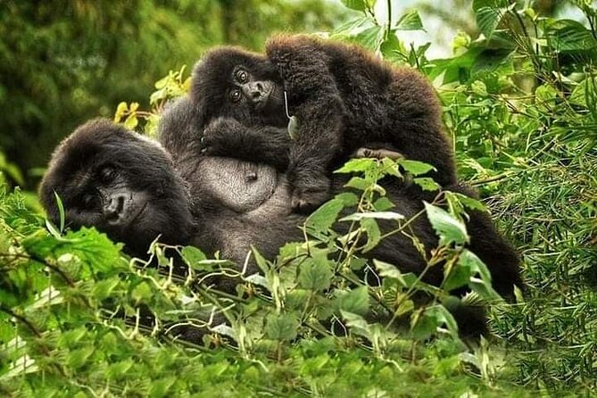 2 Days Gorilla Trekking Safari in Rwanda