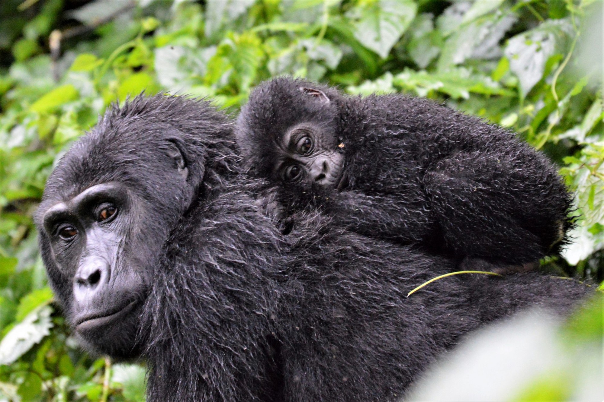 3 Days Gorilla Trekking Rwanda Safari