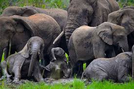 3 Days Akagera National Park Wildlife Safari.