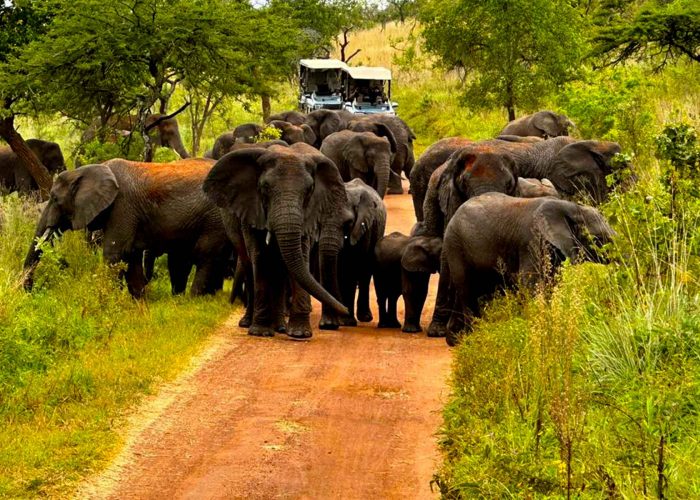 8 Days Epic Rwanda Safari Adventure