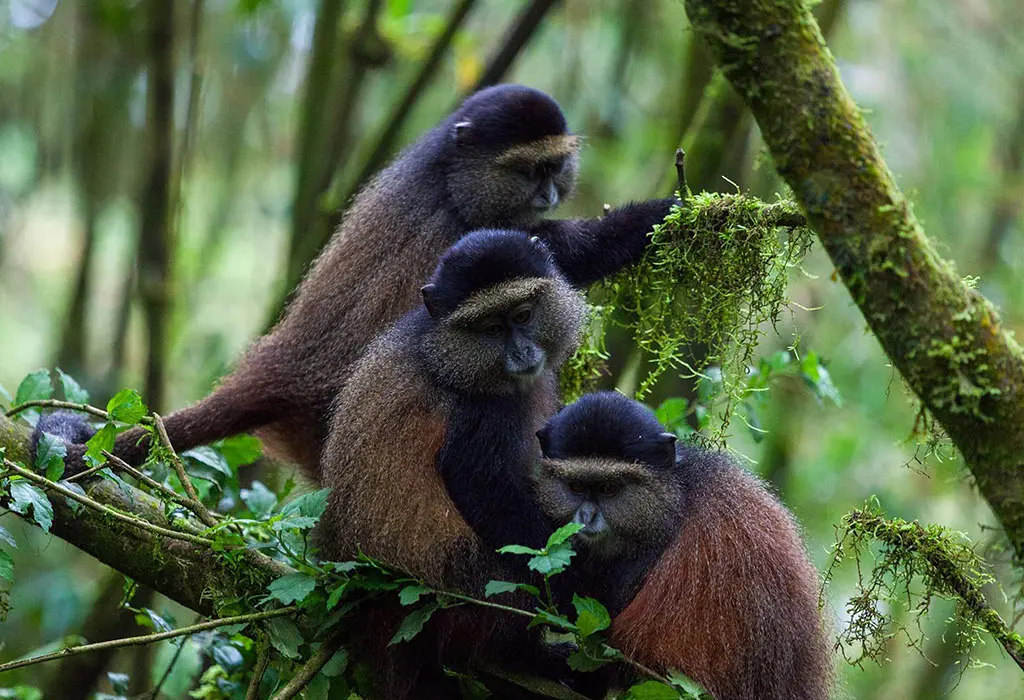 7 Days Luxury Rwanda Safari