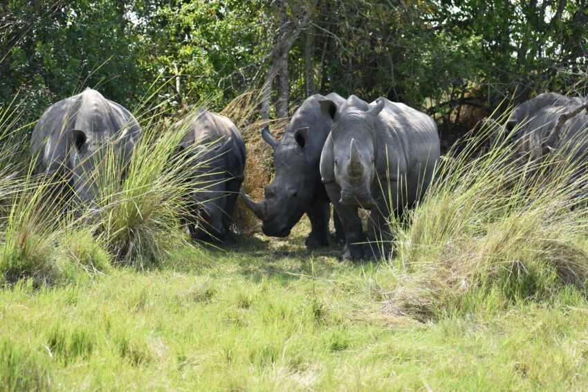 8 Days Rwanda Best Adventure Safari