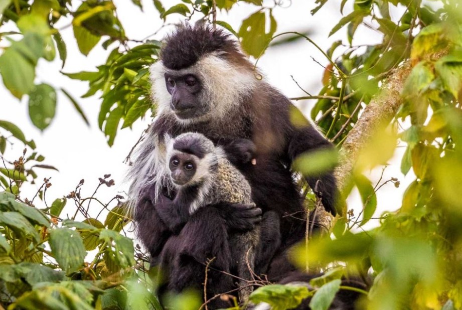 4 Days Flying Uganda Gorilla Trekking