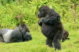 2 Days Uganda Gorilla Trekking Via Kigali