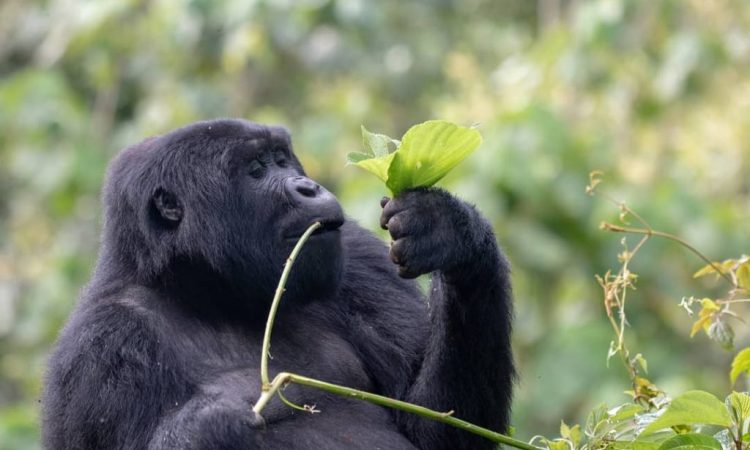 4 Days Uganda Gorilla Habituation Safari