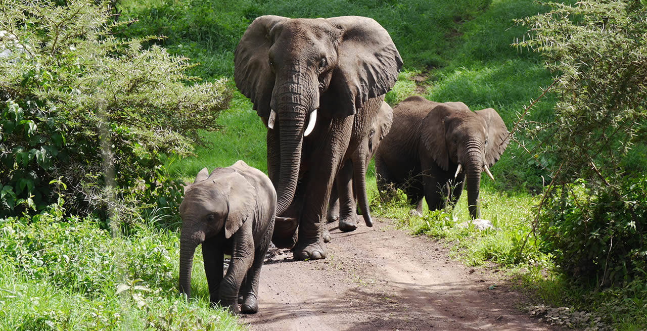 6 Days Queen Elizabeth and Gorilla Trekking Safari