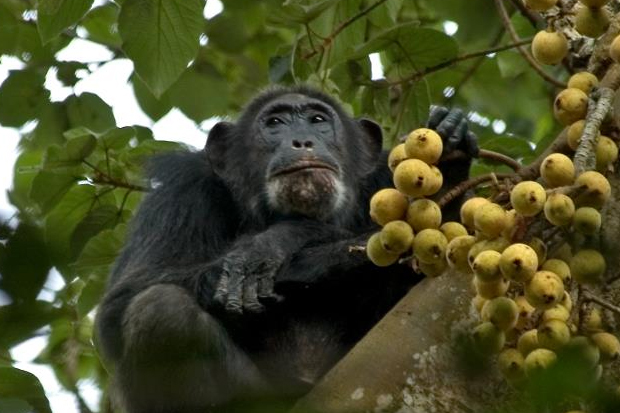 8 Days Uganda Primates and Wildlife Safari