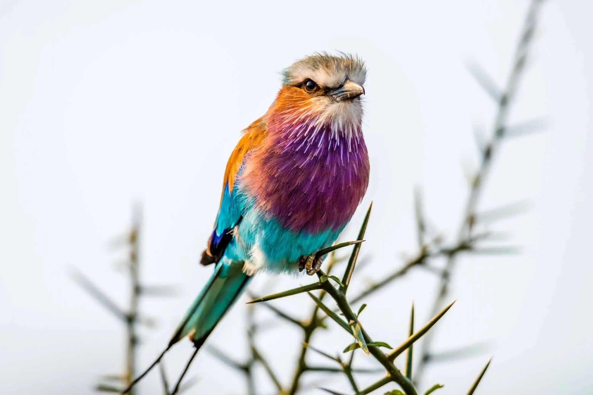 Exceptional Birdwatching Destinations in Rwanda