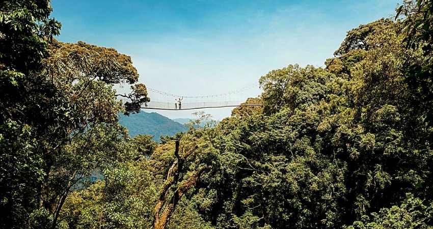 Top Experiences in Nyungwe National Park – Explore with Green Gorilla Trails