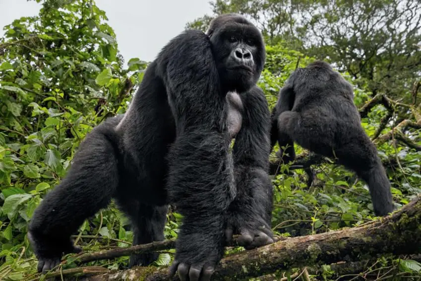 10 Days Uganda Extreme Gorilla Wildlife Safari