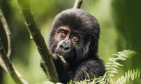 4 Days Uganda Gorilla Trekking via Kigali