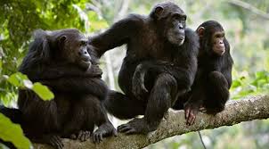 2 Days Nyungwe Chimpanzee Tracking Rwanda Safari